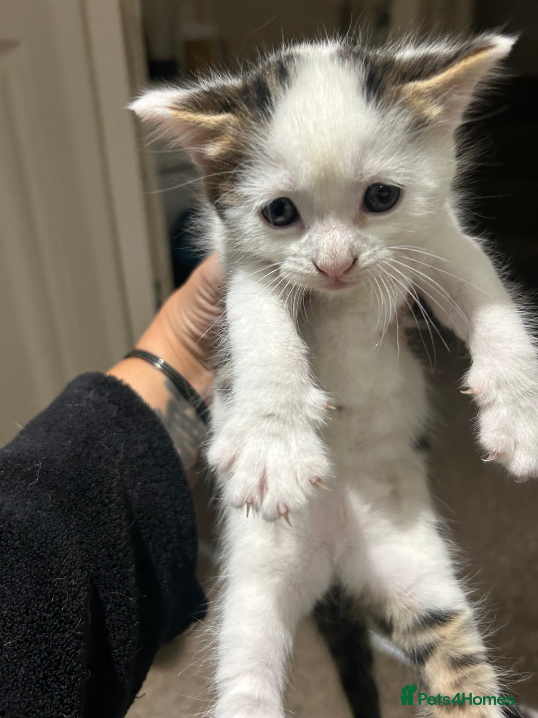 British Shorthair cats for sale: 3 beautiful boys and 1 girl - Image 7