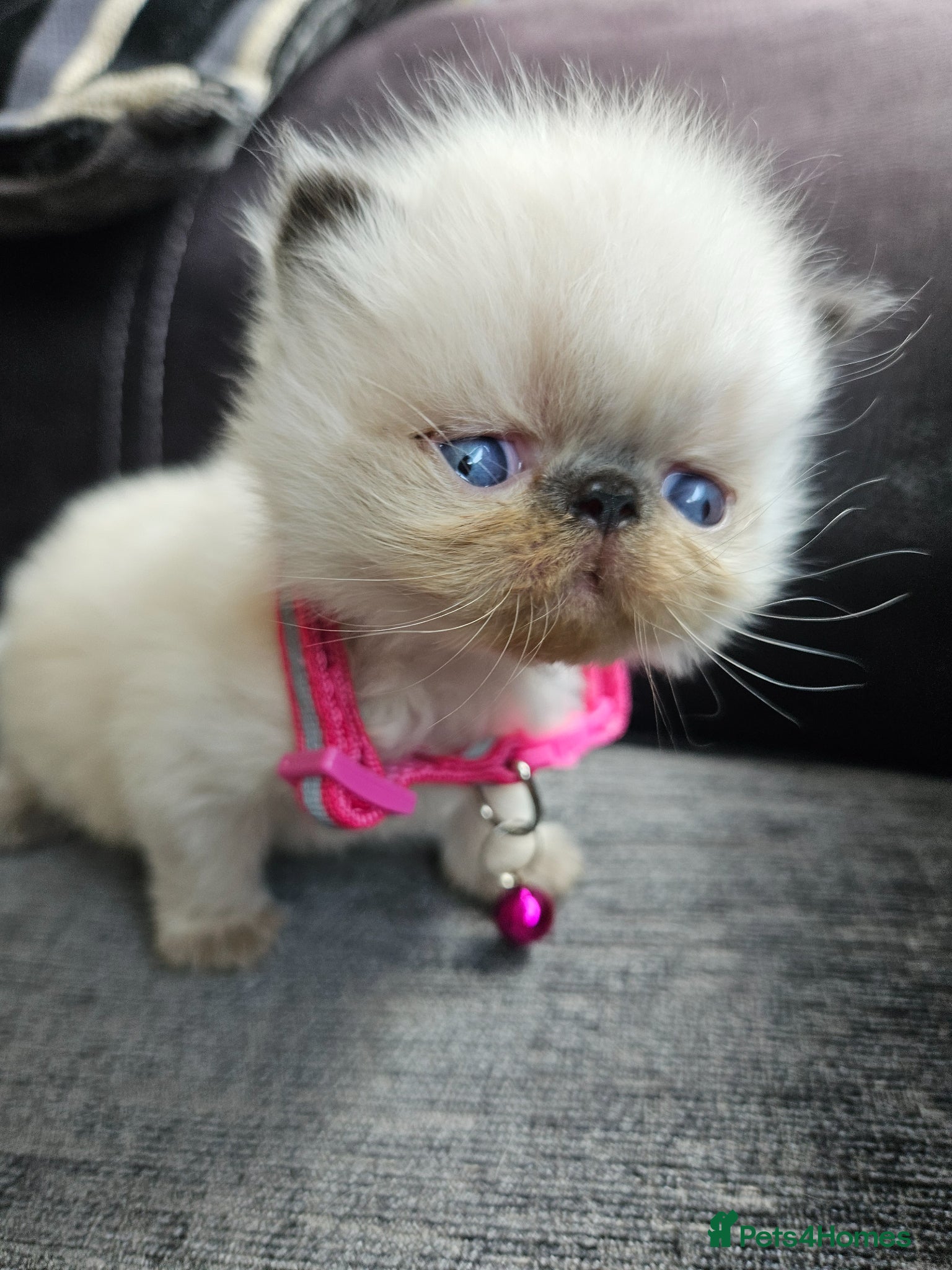 Persian cats 😻Stunning Pedigree Persian Kittens😻  - Advert 20