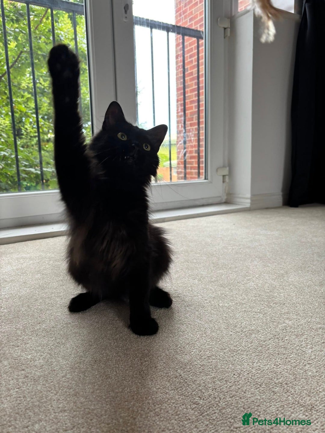 Domestic Shorthair cats for sale: Long Black Haired Male Cat - Advert 4