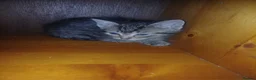 Mixed Breed cats for sale: 5 Cute Kittens Looking for New Homes - Advert 5