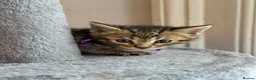 Bengal cats for sale: Mixed Bengal Breed  - Advert 8