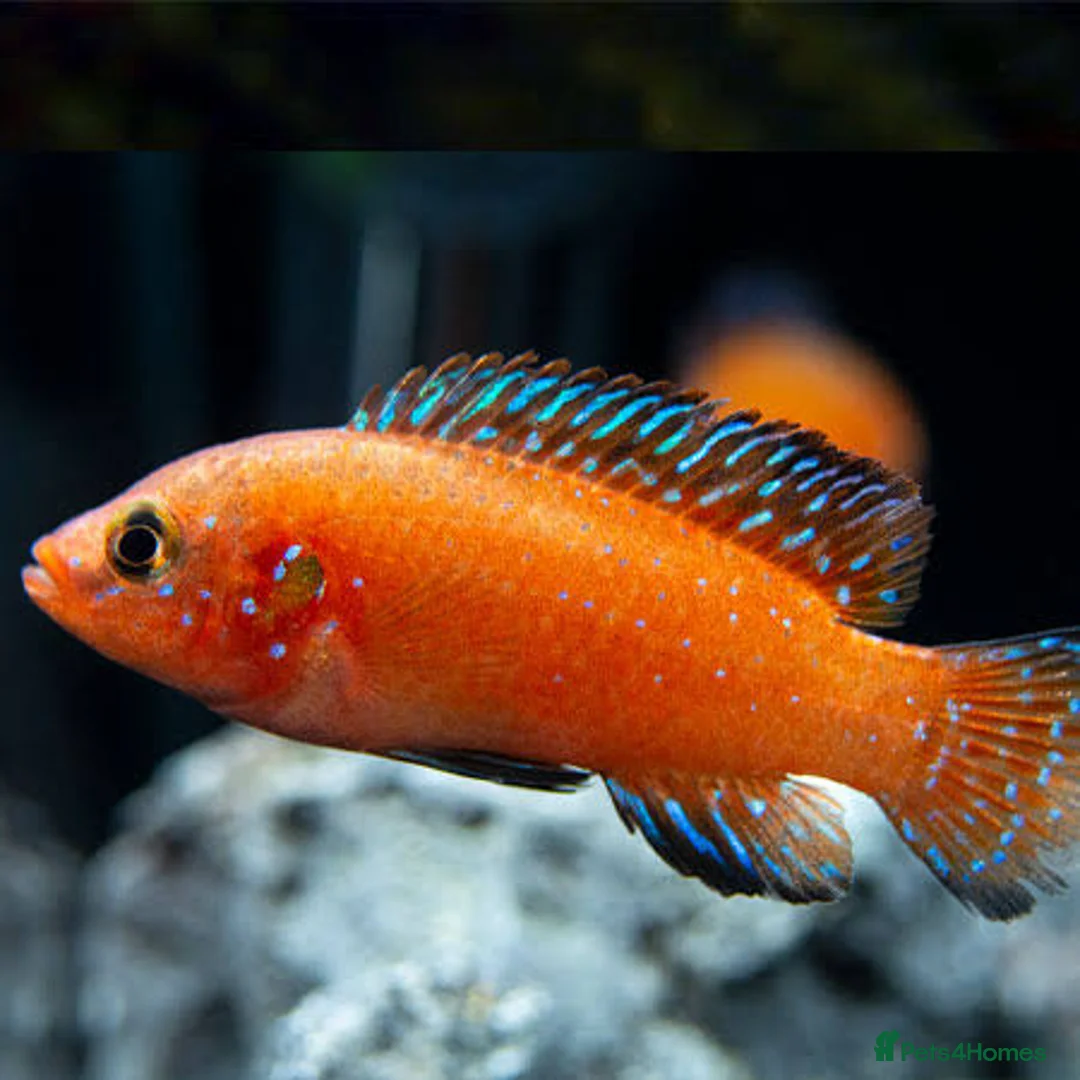 Cichlids fish for sale: CichlidS  - Advert 7