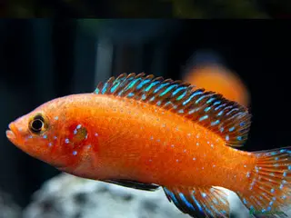 Cichlids fish CichlidS - Advert 15