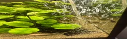 Corys fish for sale: 4-Year Established 120L Community Aquarium - Advert 8