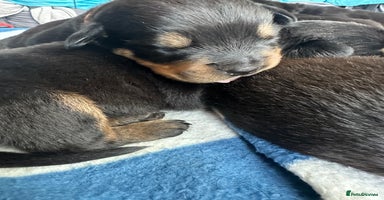 Rottweiler dogs - Advert 8