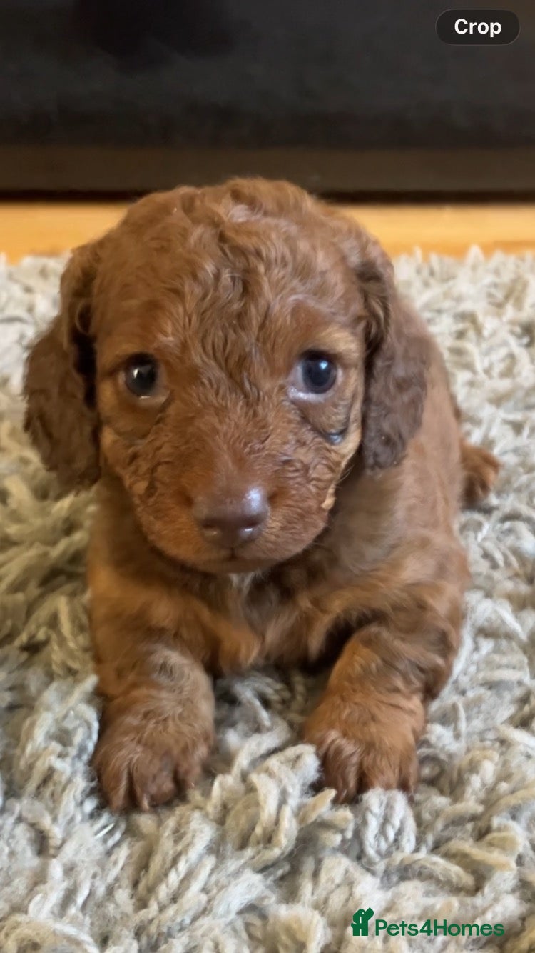Miniature Dachshund dogs 2 stunning long hair girls  - Advert 10