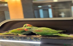 Parrots birds for sale: Alexandrine Parrot Chicks for Sale-Hand-Reared - Image 4