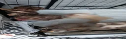 French Bulldog dogs for sale: REDUCED FlOODLE /French bulldogs - Advert 4