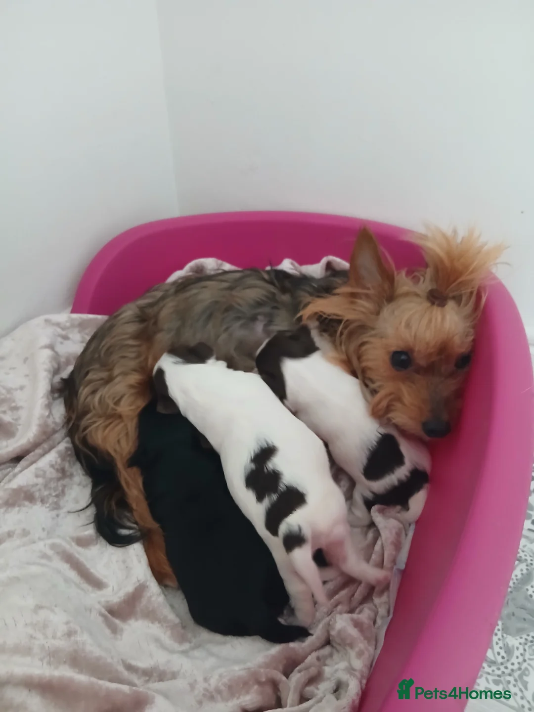 Biewer Terrier dogs for sale: Mini Purebred Biwer Yorkshire Terrier Puppies - Advert 15