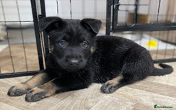 German Shepherd dogs for sale: Kc German Shepherd Puppies - Image 8