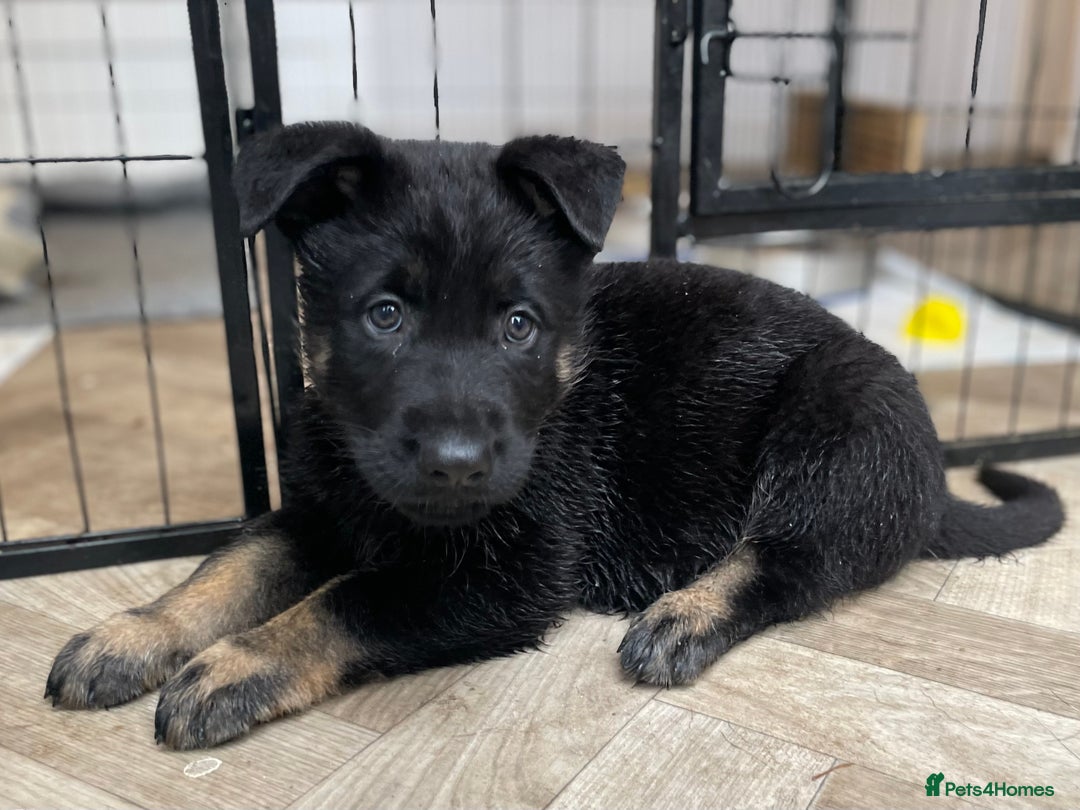 German Shepherd dogs for sale: Kc German Shepherd Puppies - Image 8