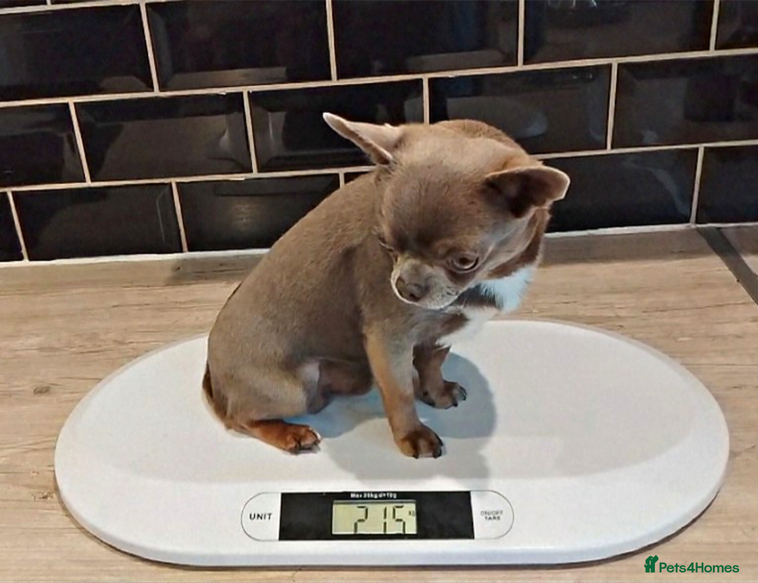 Chihuahua dogs for stud: KC reg - Health tested - PROVEN  - Advert 2