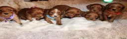 Cocker Spaniel dogs for sale: Beautiful Cocker spaniel  - Advert 2