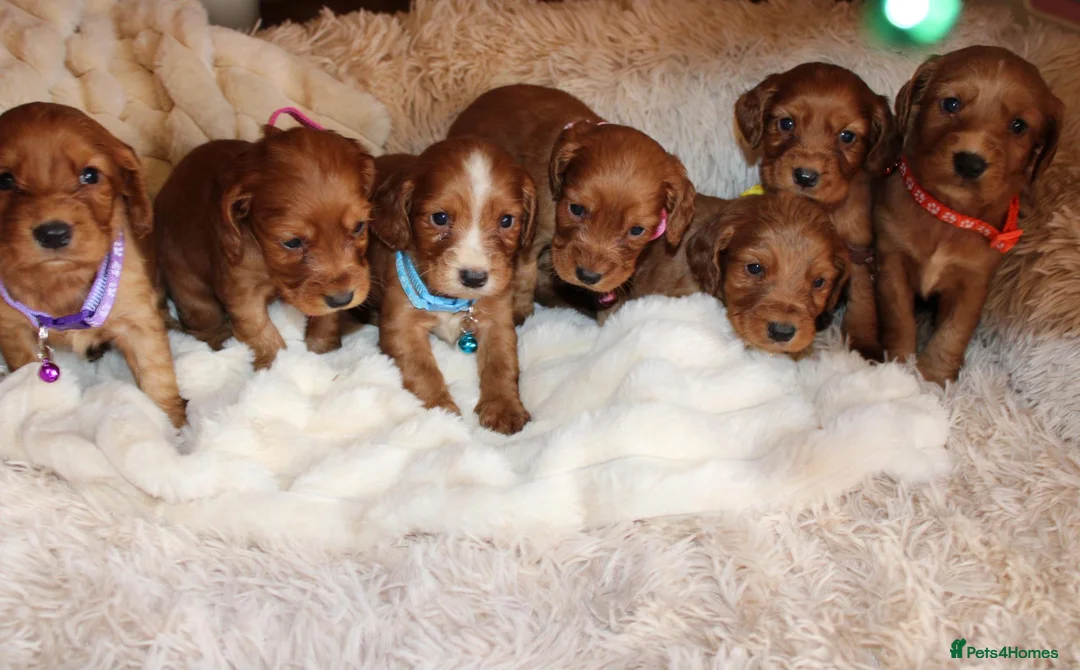 Cocker Spaniel dogs for sale: Beautiful Cocker spaniel  - Advert 2