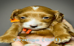 Cavapoo dogs for sale: 🌟Adorable All Red F1bb Cavapoo puppies🌟 - Image 7