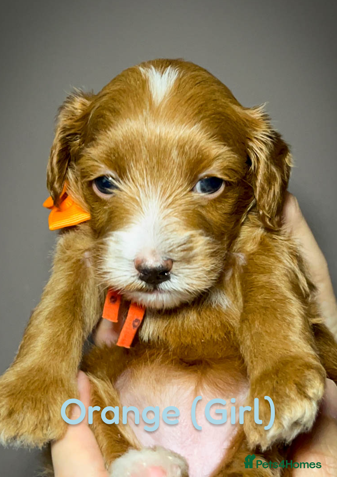 Cavapoo dogs for sale: 🌟Adorable All Red F1bb Cavapoo puppies🌟 - Image 7