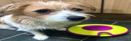 Jack Russell dogs for sale: Gorgeous Jack russell for rehome  - Advert 4