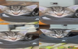 Mixed Breed cats for sale: British Blue Tabby X DSH Kittens For Sale - Image 5