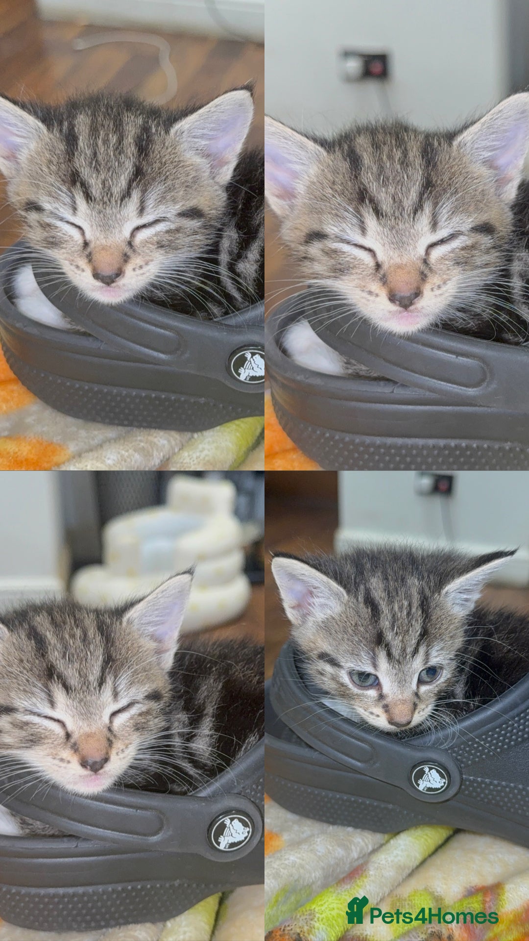 Mixed Breed cats for sale: British Blue Tabby X DSH Kittens For Sale - Image 5