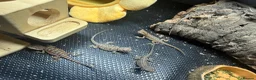 Bearded Dragon reptiles for sale: Baby Bearded Dragons  in Didcot - Advert 8