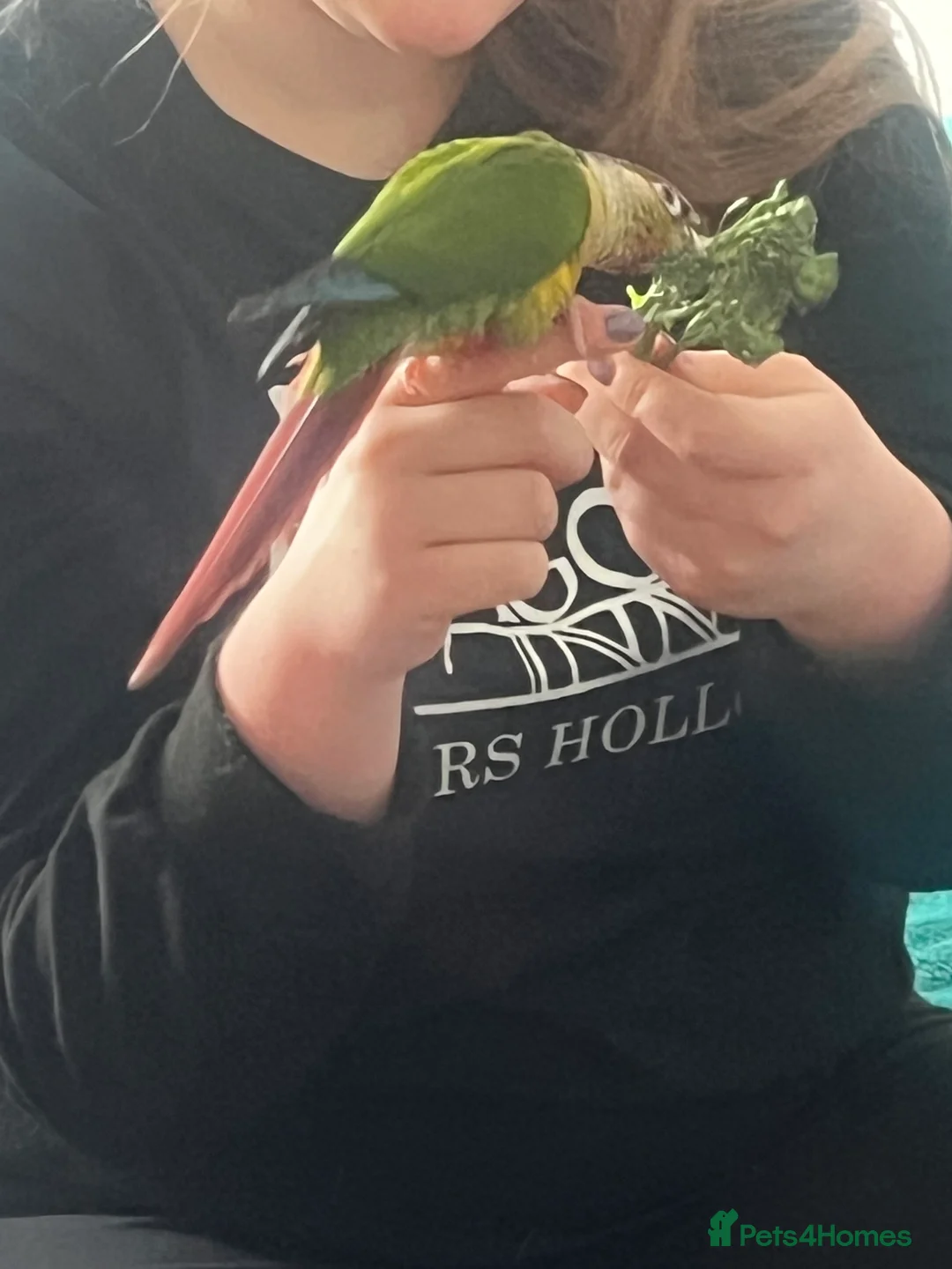 Conures birds for sale: Hand reared Green cheek conure  - Advert 5
