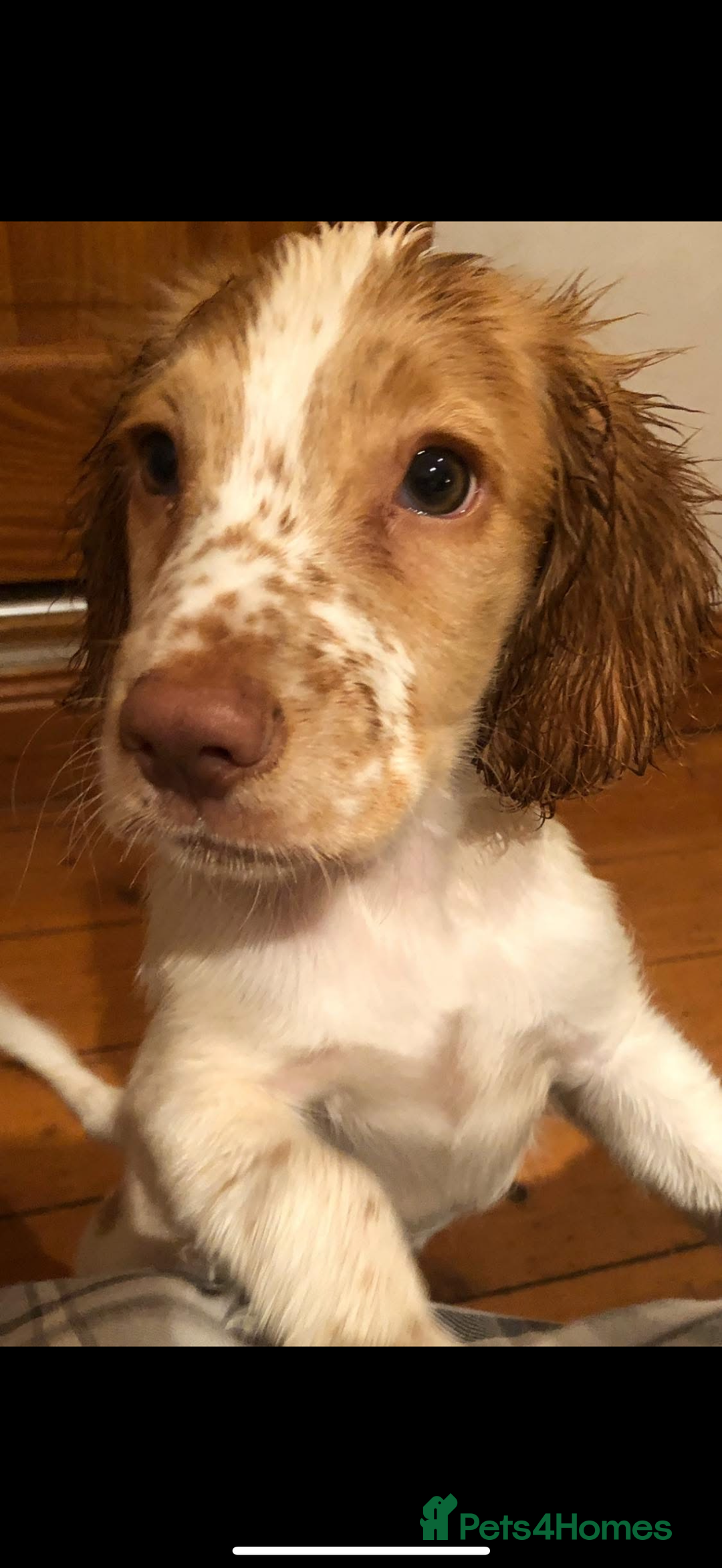 Cocker Spaniel dogs for stud: Playful Working cocker spaniel stud - Advert 3