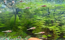 Catfish fish for sale: 🐠 Blue-Eyed, Yellow-Bristled-Nosed Pleco  - Image 2