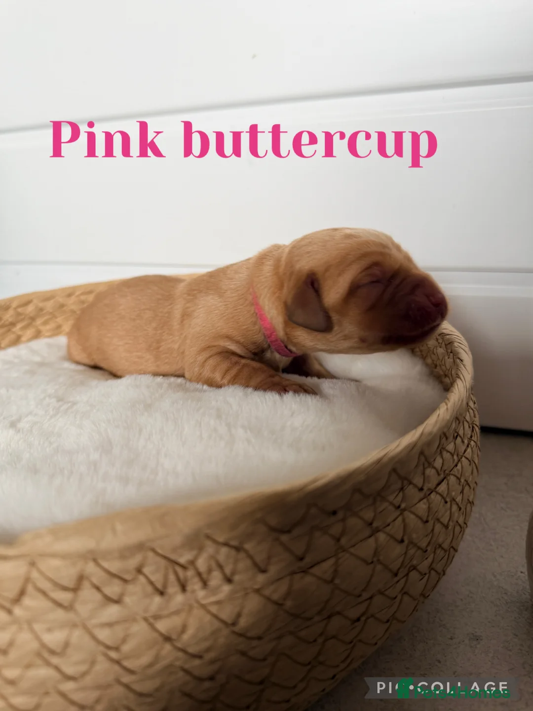 Labrador Retriever dogs for sale: KC registered labrador pups  in Halstead - Advert 12