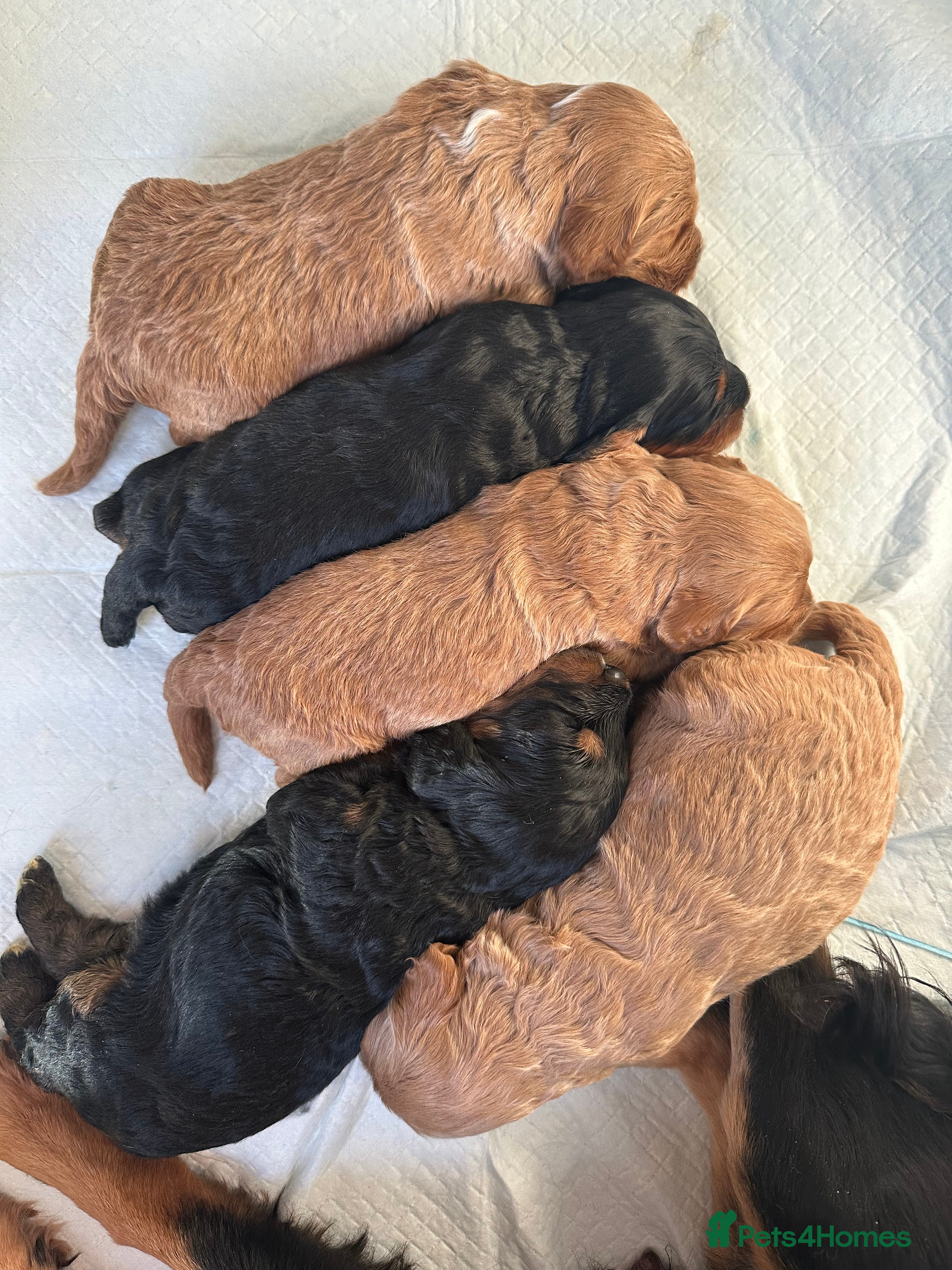 Cockapoo dogs 🌟 Stunning F1 Cockapoo Puppies 🌟  - Advert 5