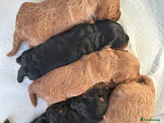 Cockapoo dogs 🌟 Stunning F1 Cockapoo Puppies 🌟 - Advert 2