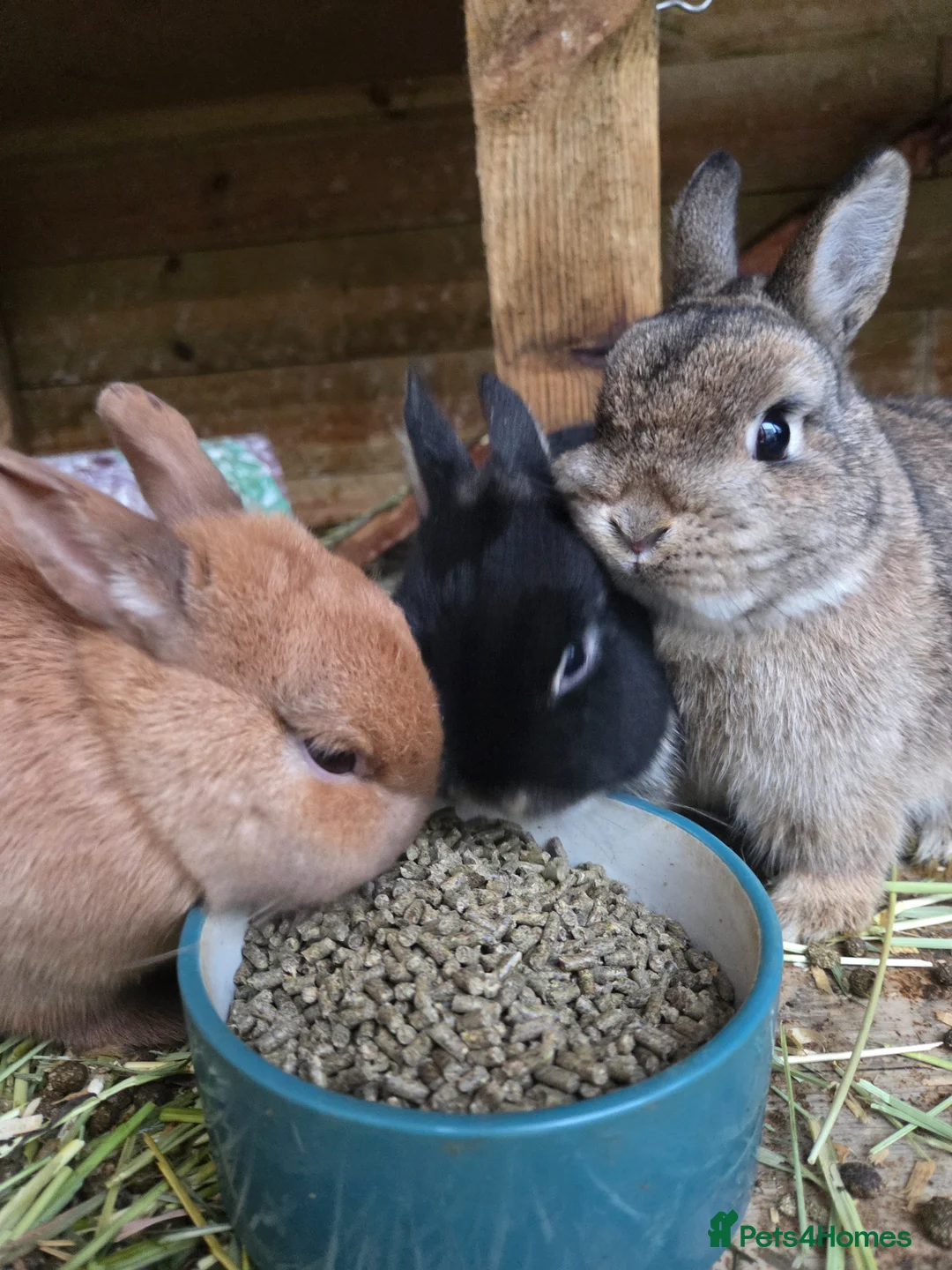 Netherland Dwarf rabbits for sale: Netherland Dwarf Buck - Advert 2
