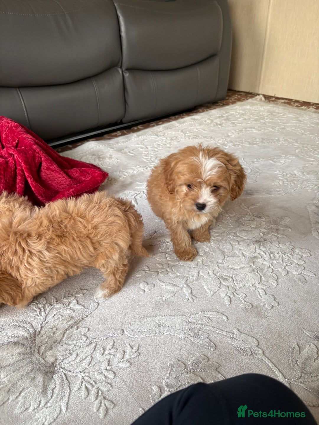 Cavapoo dogs for sale: Beautiful cavapoos ready now - Advert 10