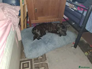 Mixed Breed dogs 9 month staffxcolliexrotty - Advert 17