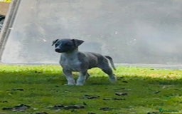 Whippet dogs for sale: SUPER KC Whippet puppies Show bred - Image 32