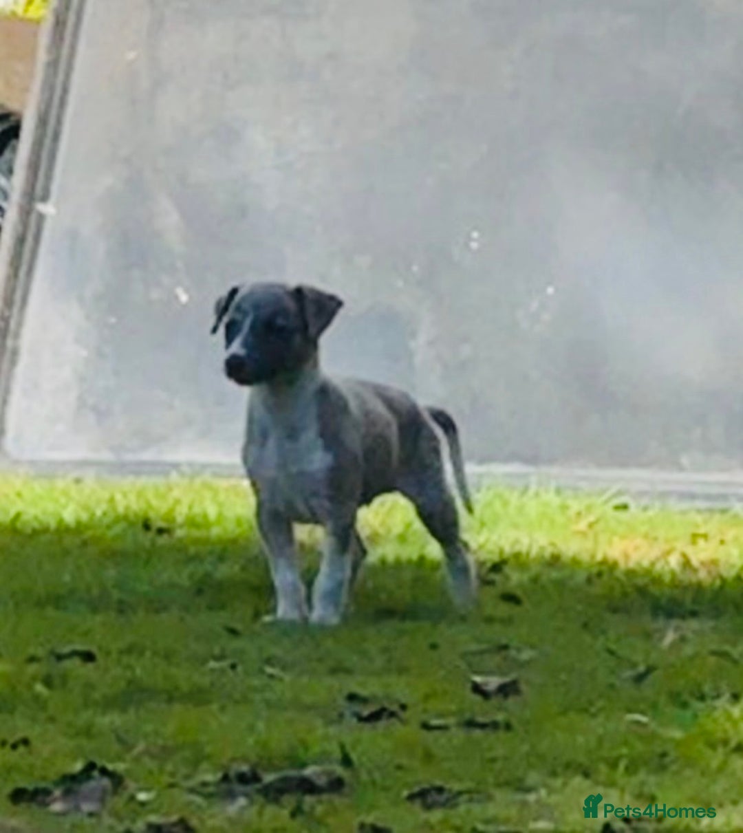 Whippet dogs for sale: SUPER KC Whippet puppies Show bred - Image 32