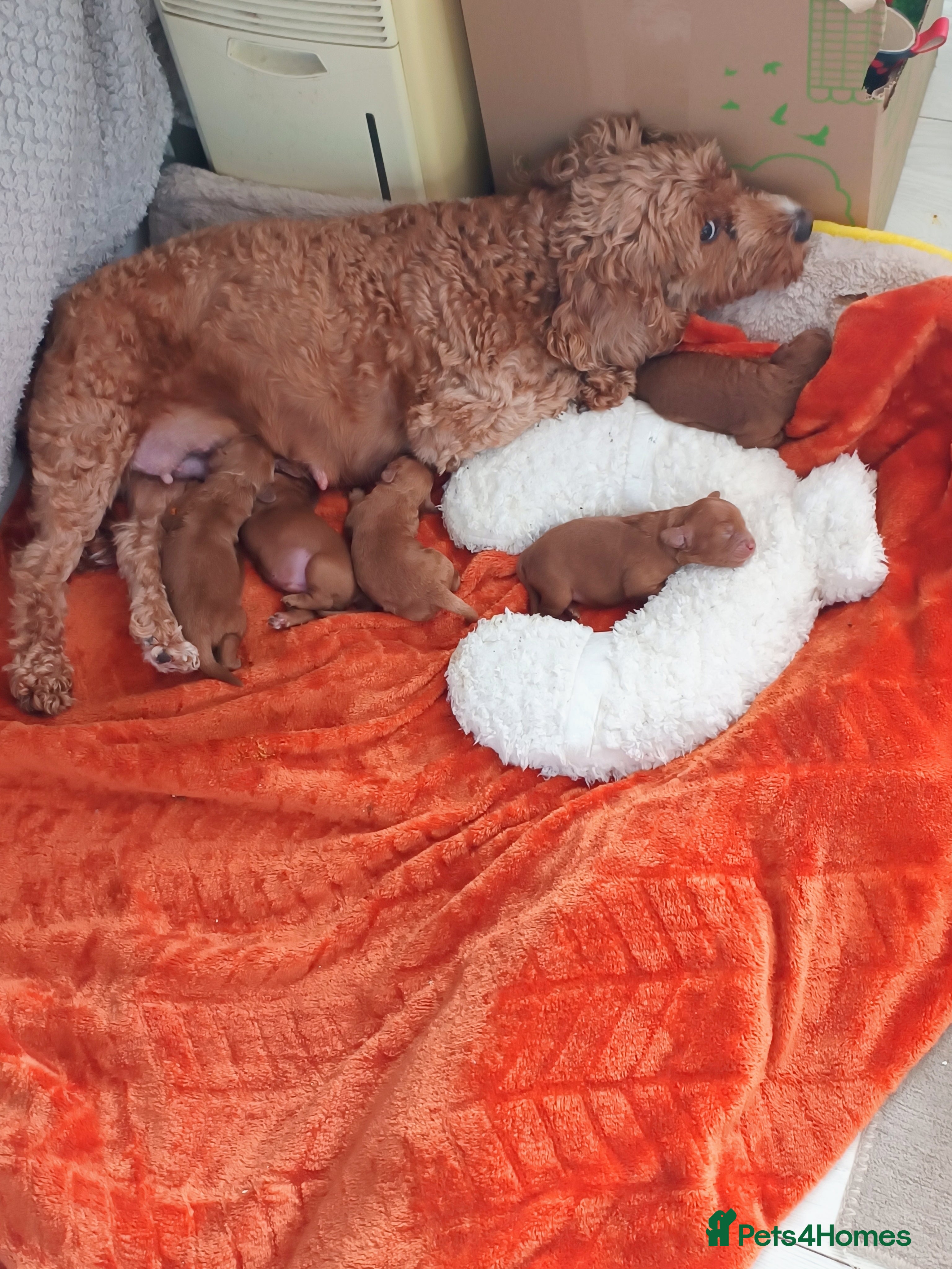Cockapoo dogs Cockerpoo  - Advert 1