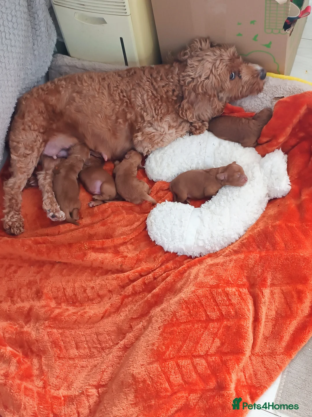 Cockapoo dogs for sale: Cockerpoo  in Stoke-on-Trent - Advert 1