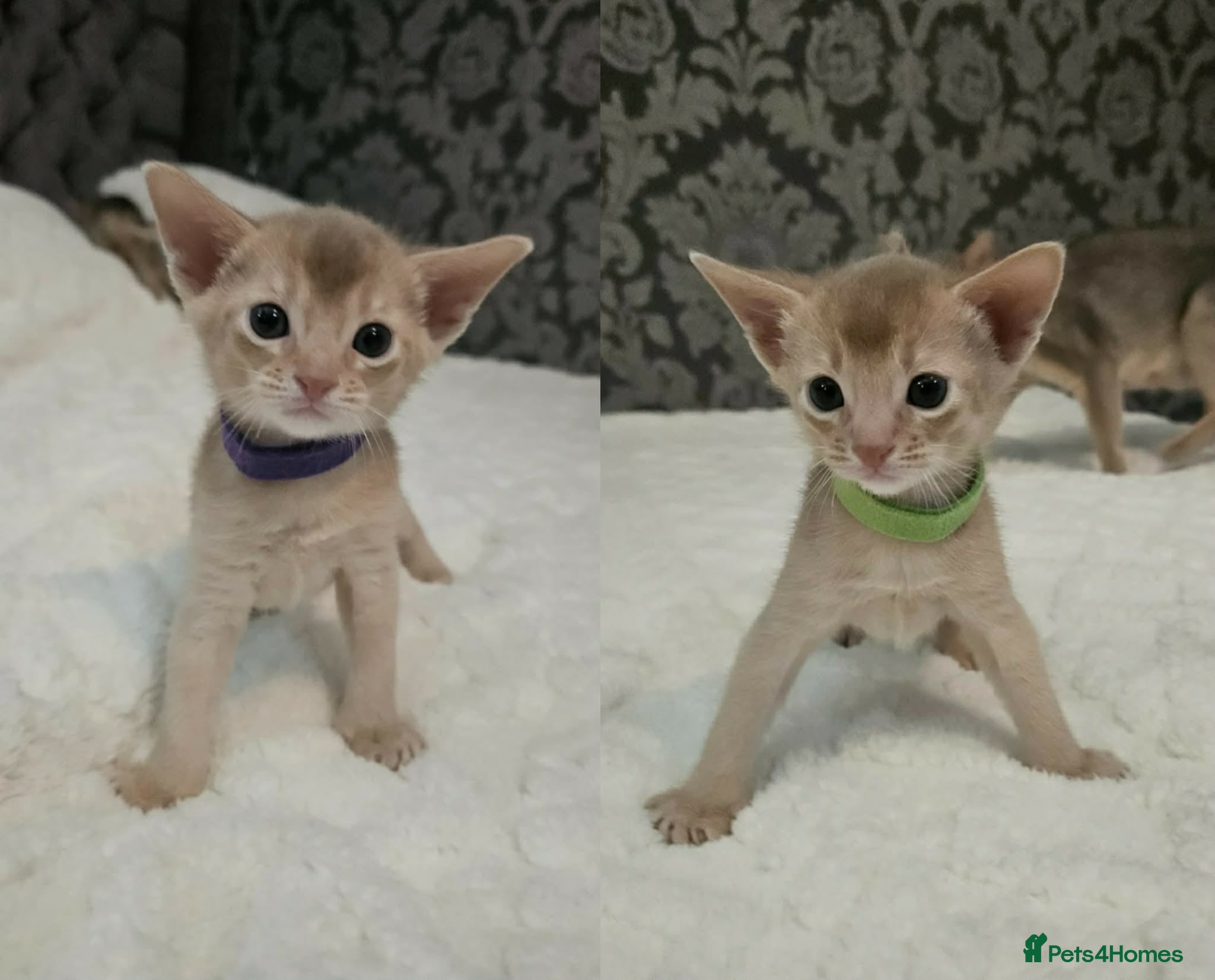 Abyssinian cats Abyssinian  - Advert 3