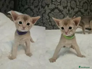 Abyssinian cats Abyssinian - Advert 3