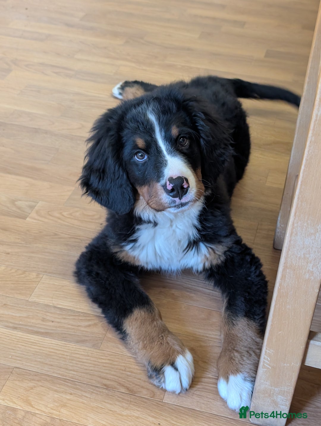 Bernese Mountain Dog dogs for sale: Bernese Mountain  - Advert 2