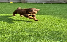 Cocker Spaniel dogs for sale: Cocker Spaniel KC Reg  - Image 8