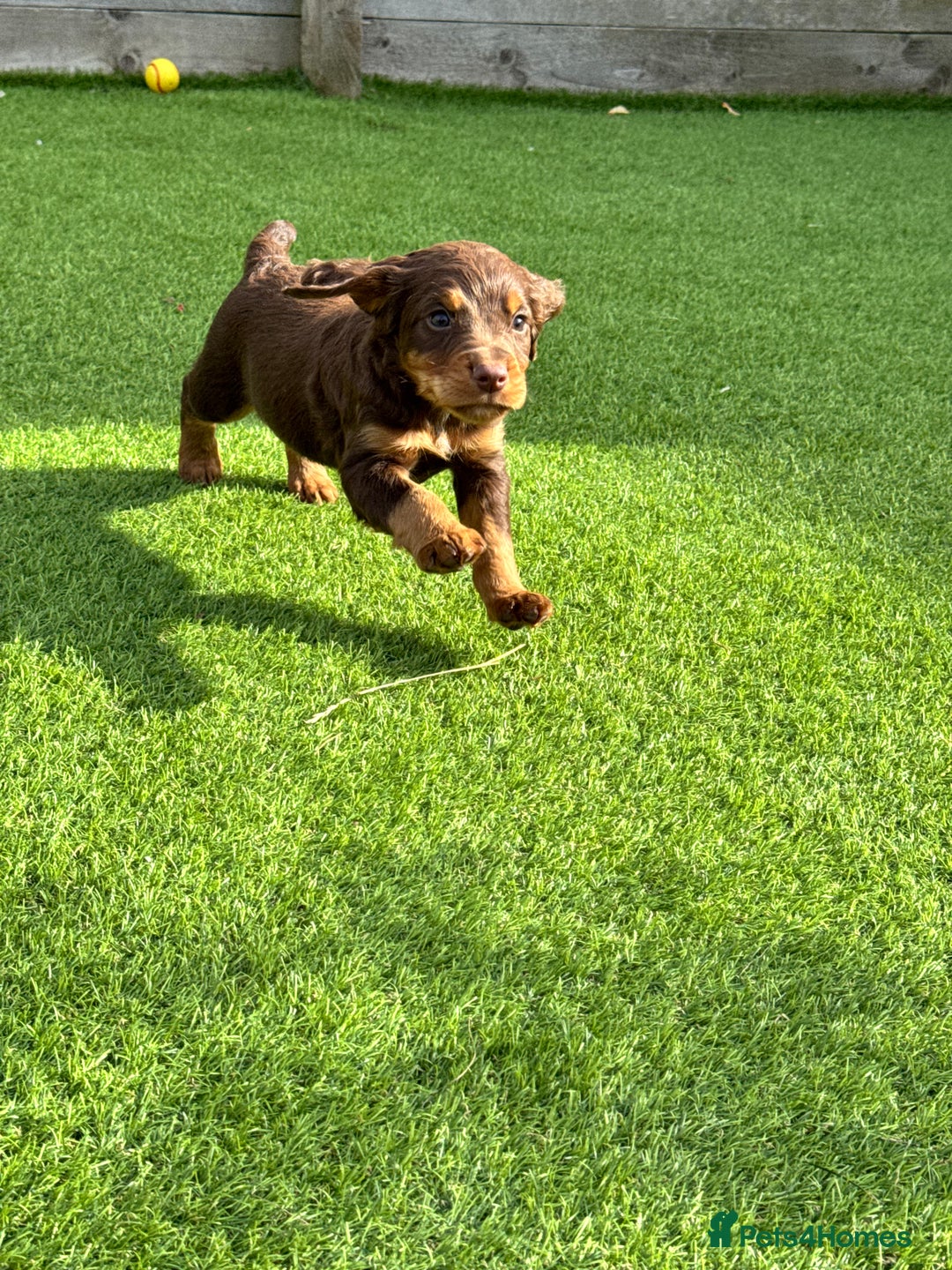 Cocker Spaniel dogs for sale: Cocker Spaniel KC Reg  - Image 8