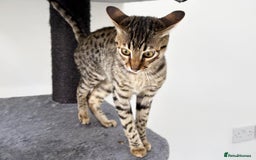 Savannah cats for sale: Three beautiful F5 SBT Savannah sisters - Advert 12