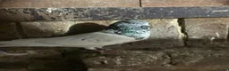Pigeons birds for sale: Pakistani high flyers for sale  - Advert 5