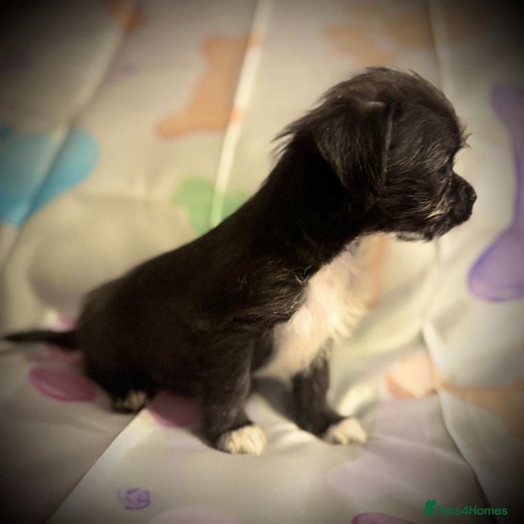 Mixed Breed dogs for sale: Malchi Puppies Looking for Their Forever Homes  - Image 20