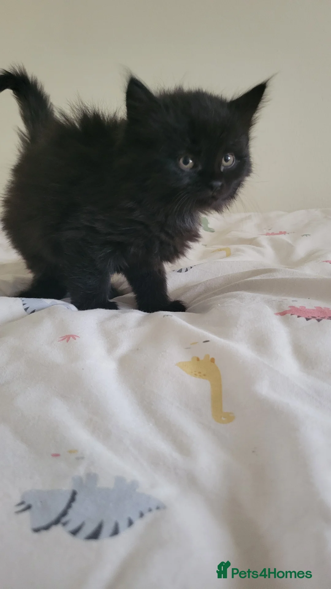 Mixed Breed cats for sale: 6 adorable kittens Ready for their forever homes - Advert 4