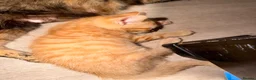 Mixed Breed cats for sale: Two beautiful male kittens  - Advert 5