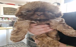 Shih Tzu dogs for sale: 2 little girls left - Image 7