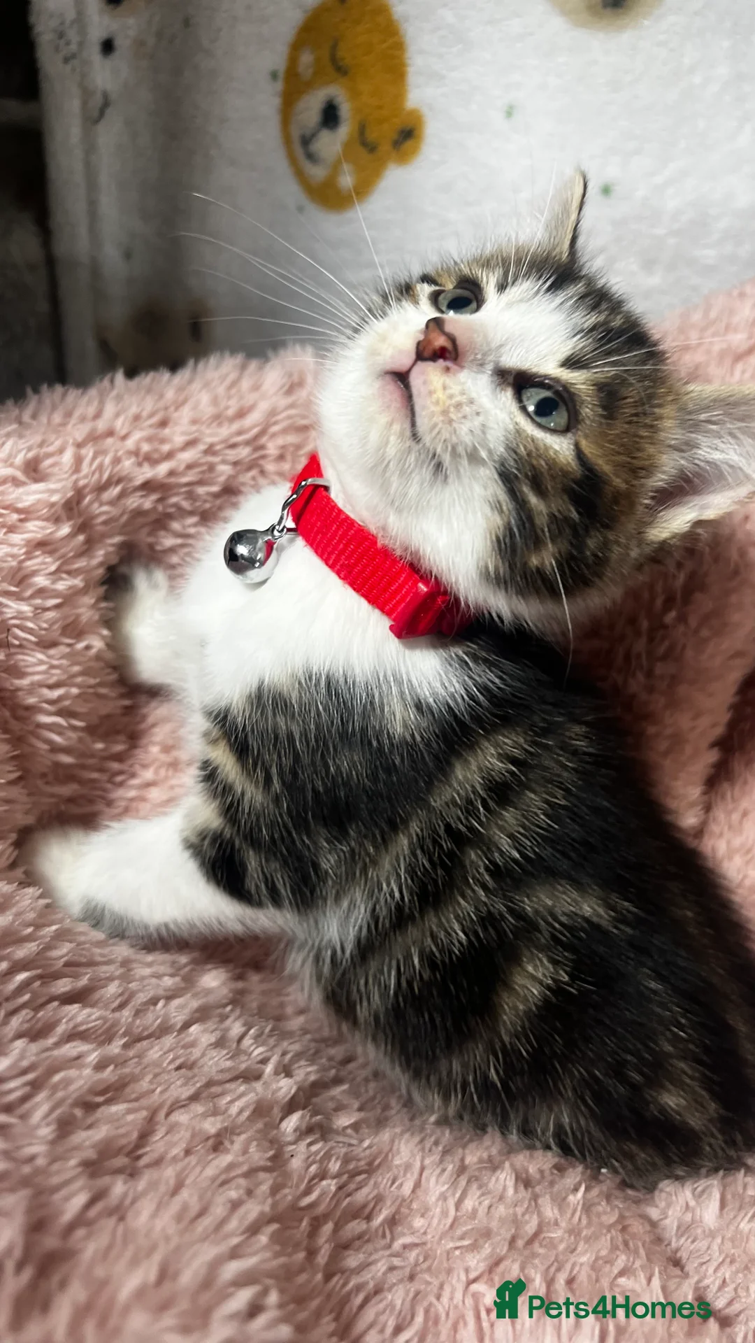 Domestic Shorthair cats for sale: Tuxedo Boy Ready To go Now❤️ - Advert 13