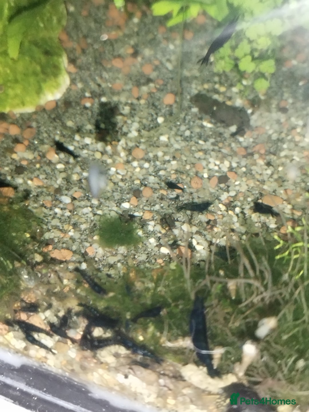 Shrimps fish for sale: Neocaradina Shrimp (Blue, High grade) - Image 9